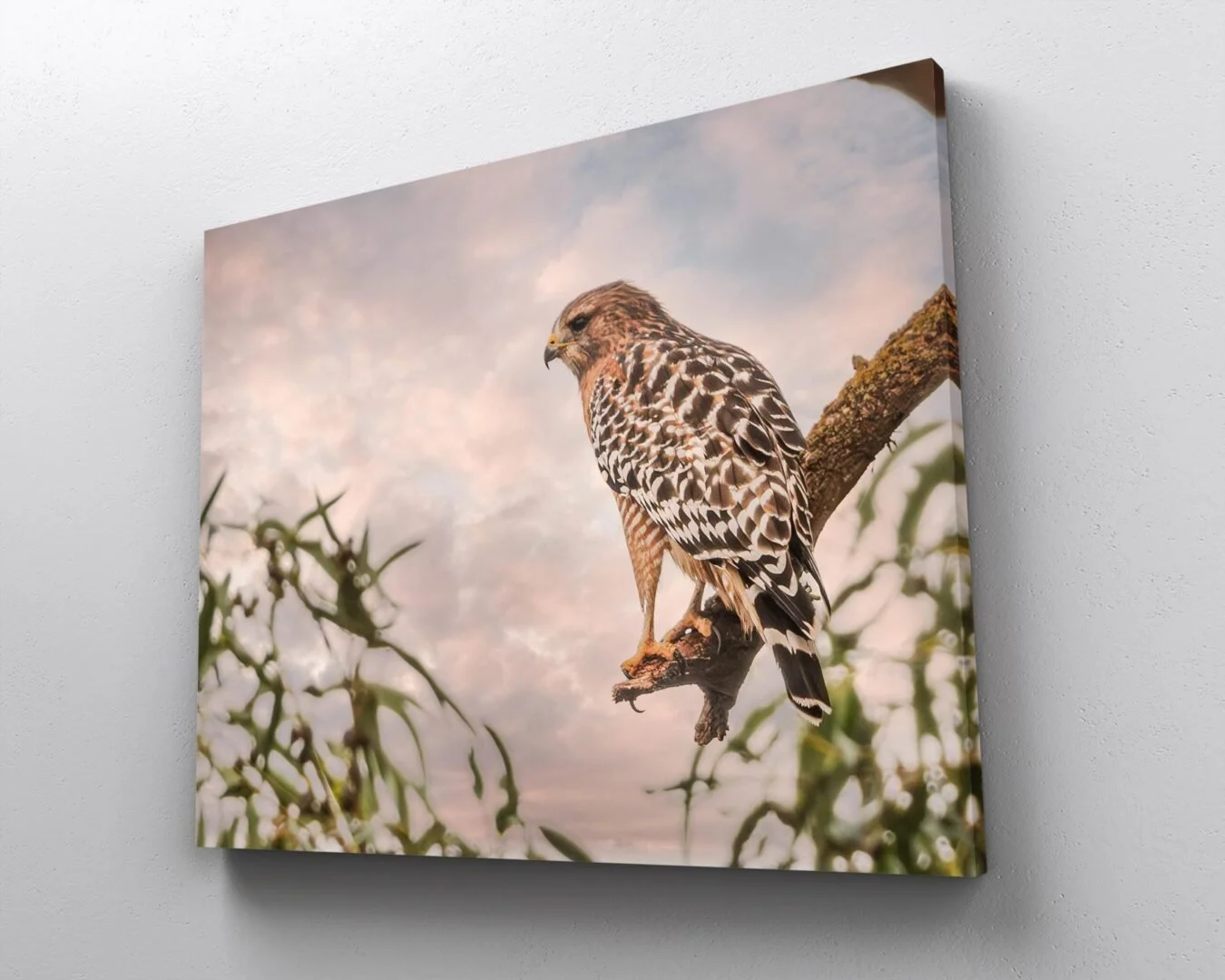 A photograph of a bird of prey, possibly a hawk, perched on a tree branch with a sky background.
