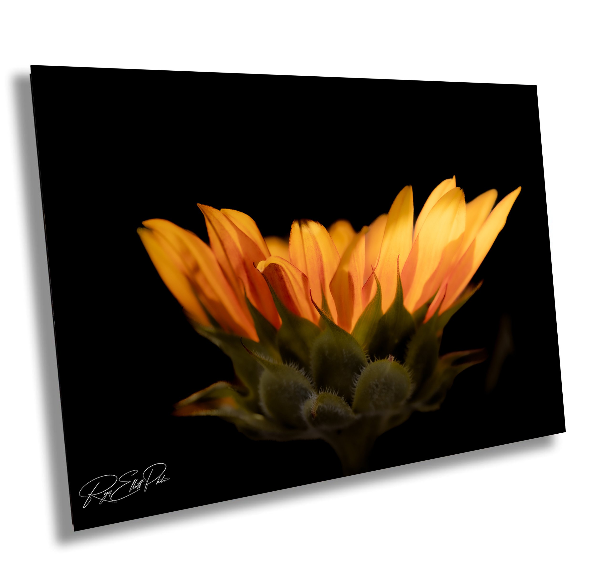 Close-up of a blooming orange flower against a black background.