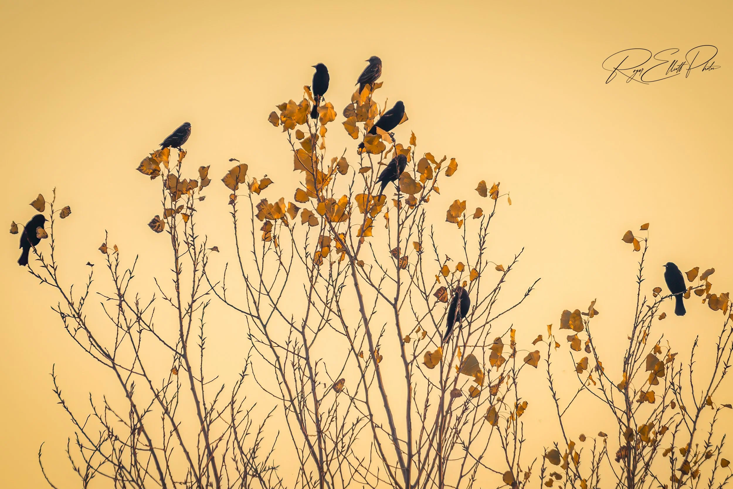 Evening Watch_blackbirds_mockup201120.jpg