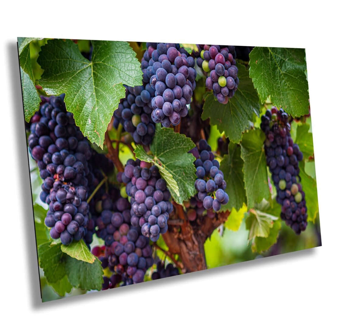 Close-up of grapevines with clusters of purple grapes and green leaves.