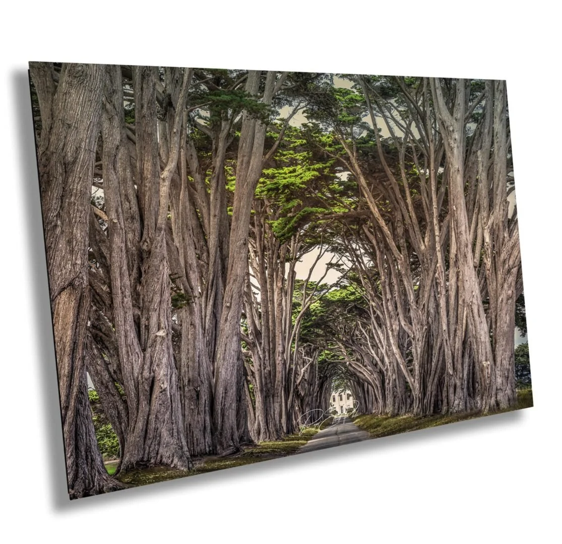A tree-lined street with tall, intertwined trees forming a tunnel canopy over the road.
