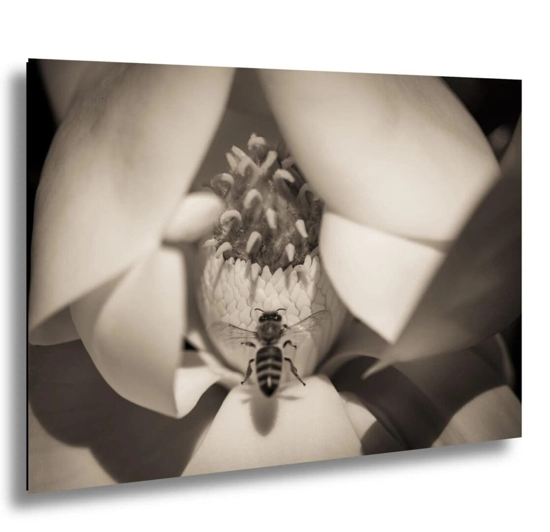 A bee inside a flower, captured from a low angle in black and white.