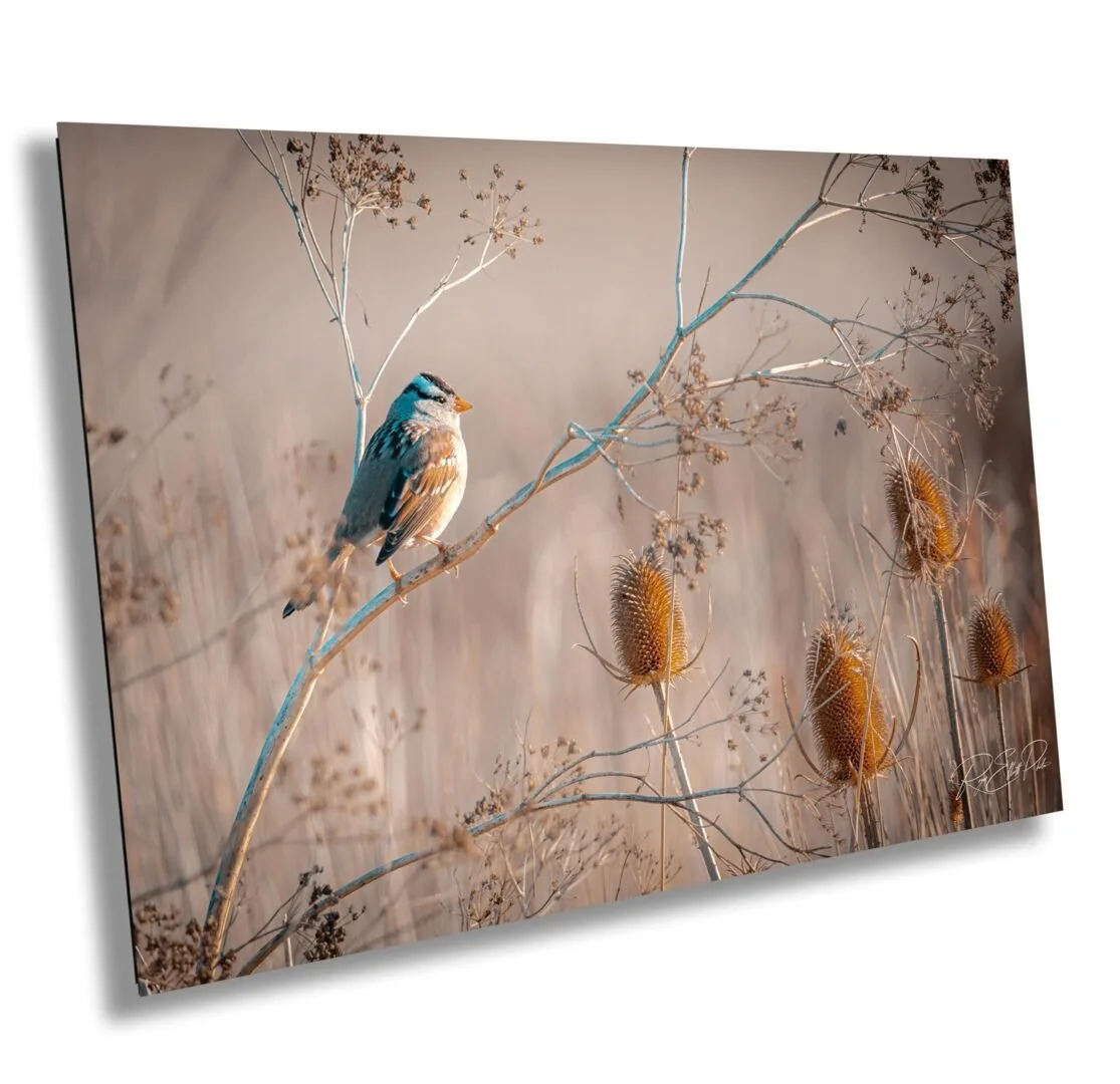 A small bird perched on a thin plant stem with dried wildflowers, with a blurred background of tall grasses and plants in muted earth tones.
