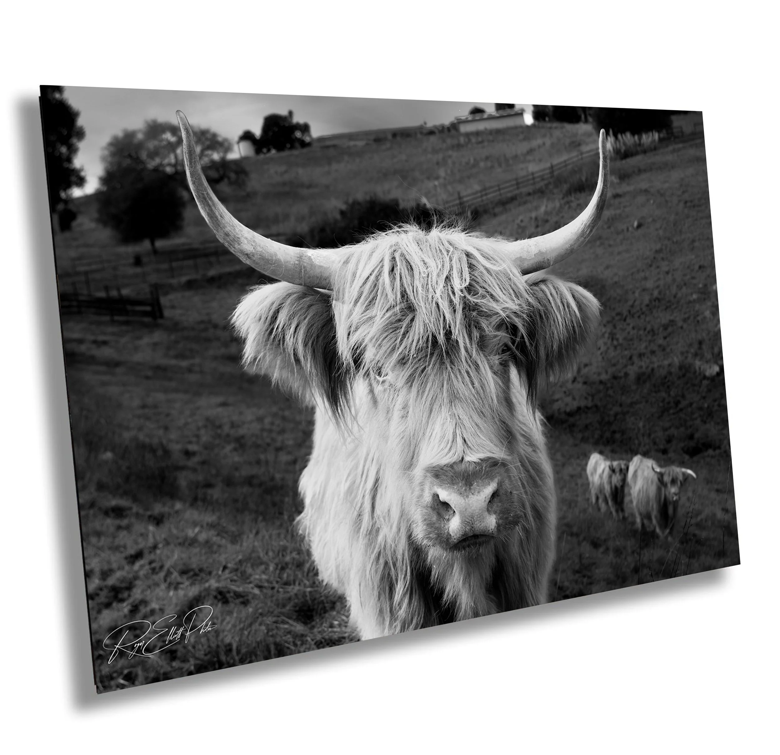 Black and white photo of a Highland cow with long hair and large curved horns, facing the camera in a rural landscape with hills and another cow in the background.