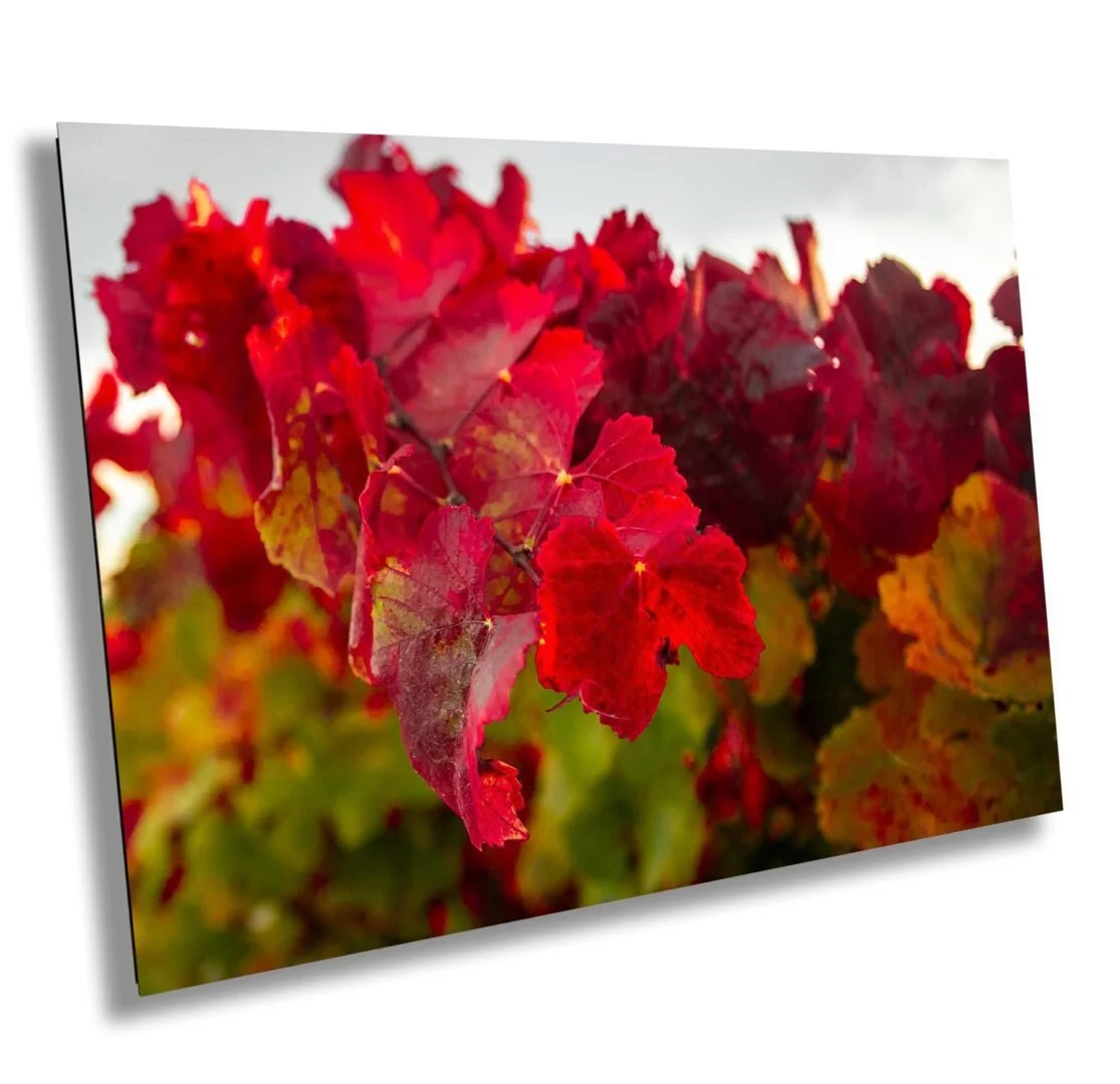 Close-up of vibrant red and some yellow and green leaves on grapevines, likely during autumn.