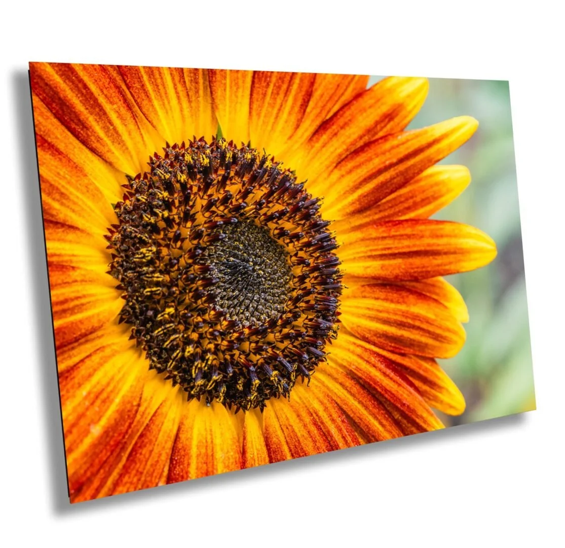 Close-up of a sunflower with orange and yellow petals and a dark center.