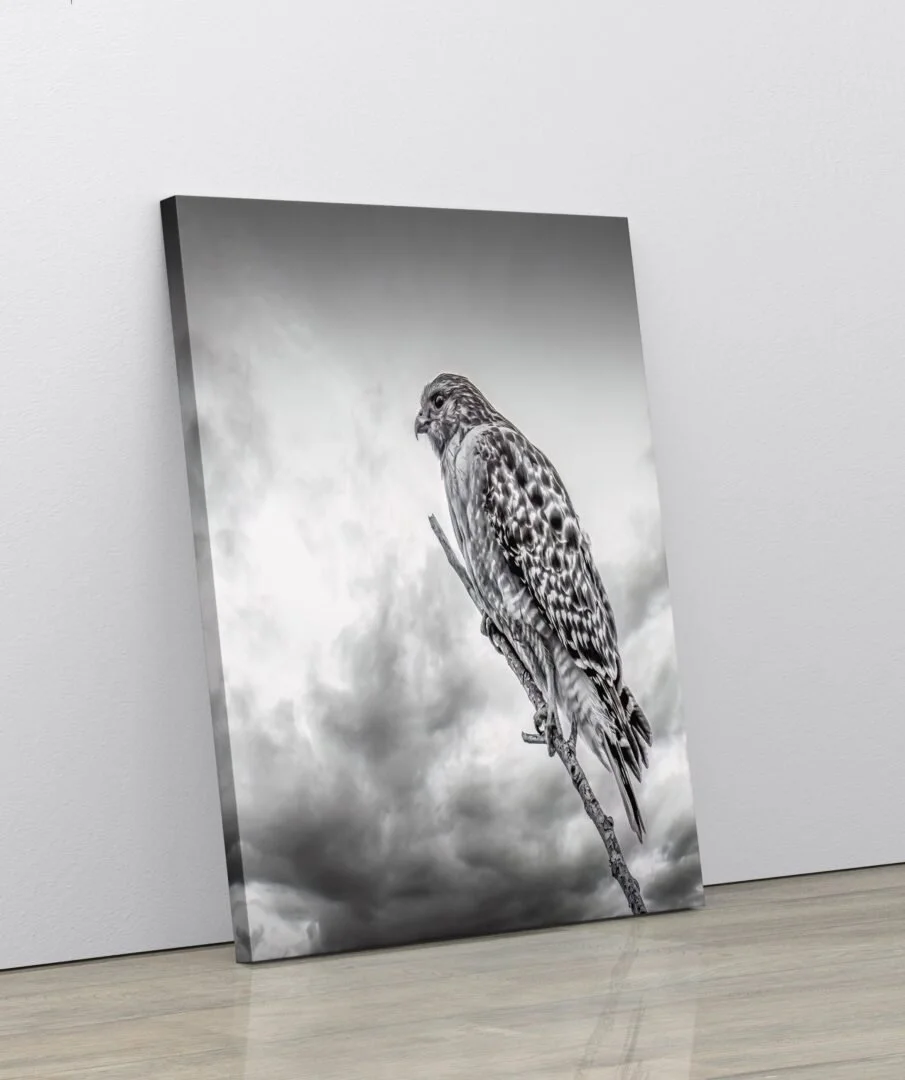 Black and white photograph of a hawk perched on a branch with cloudy sky in the background.