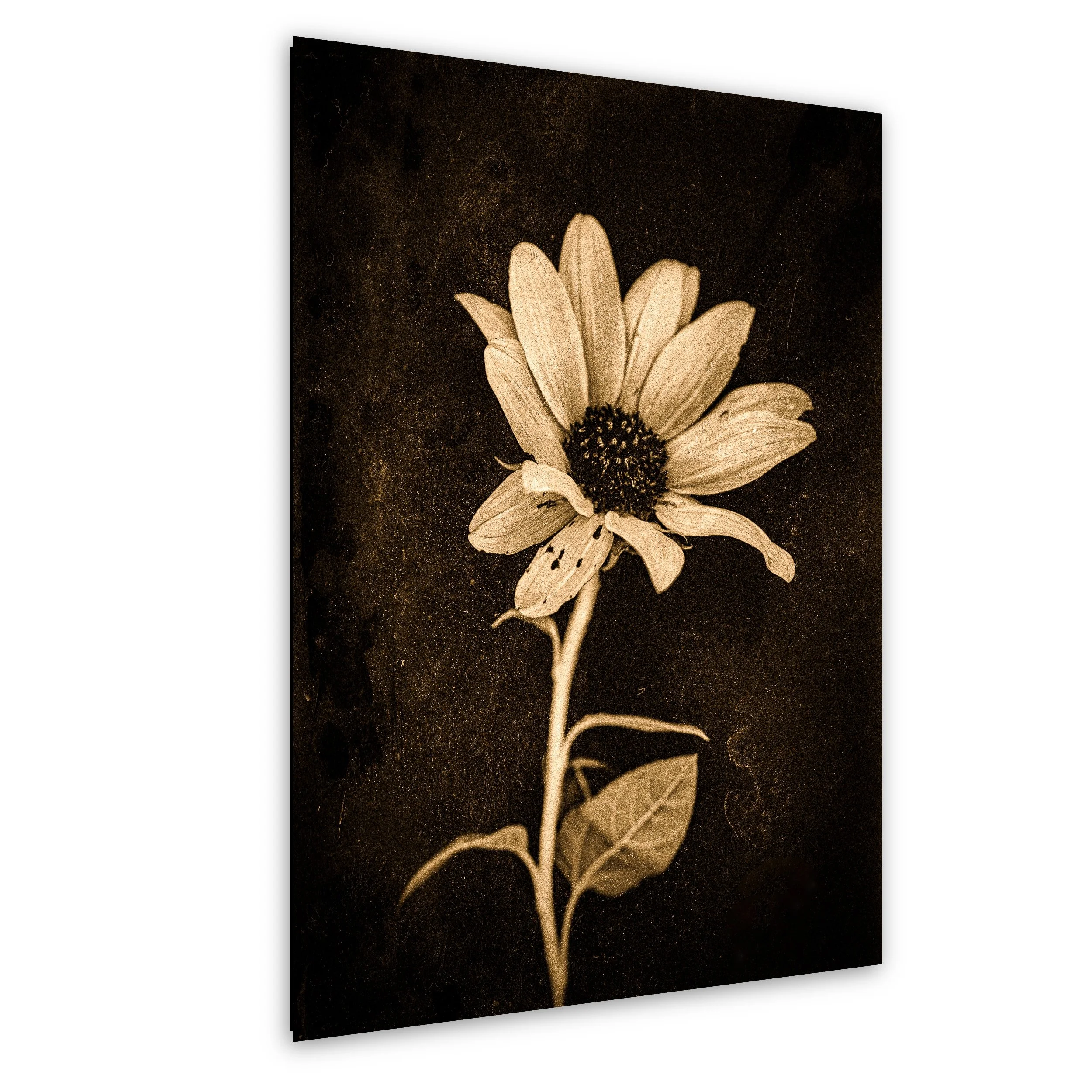 Black and white photograph of a single flower with a dark background.