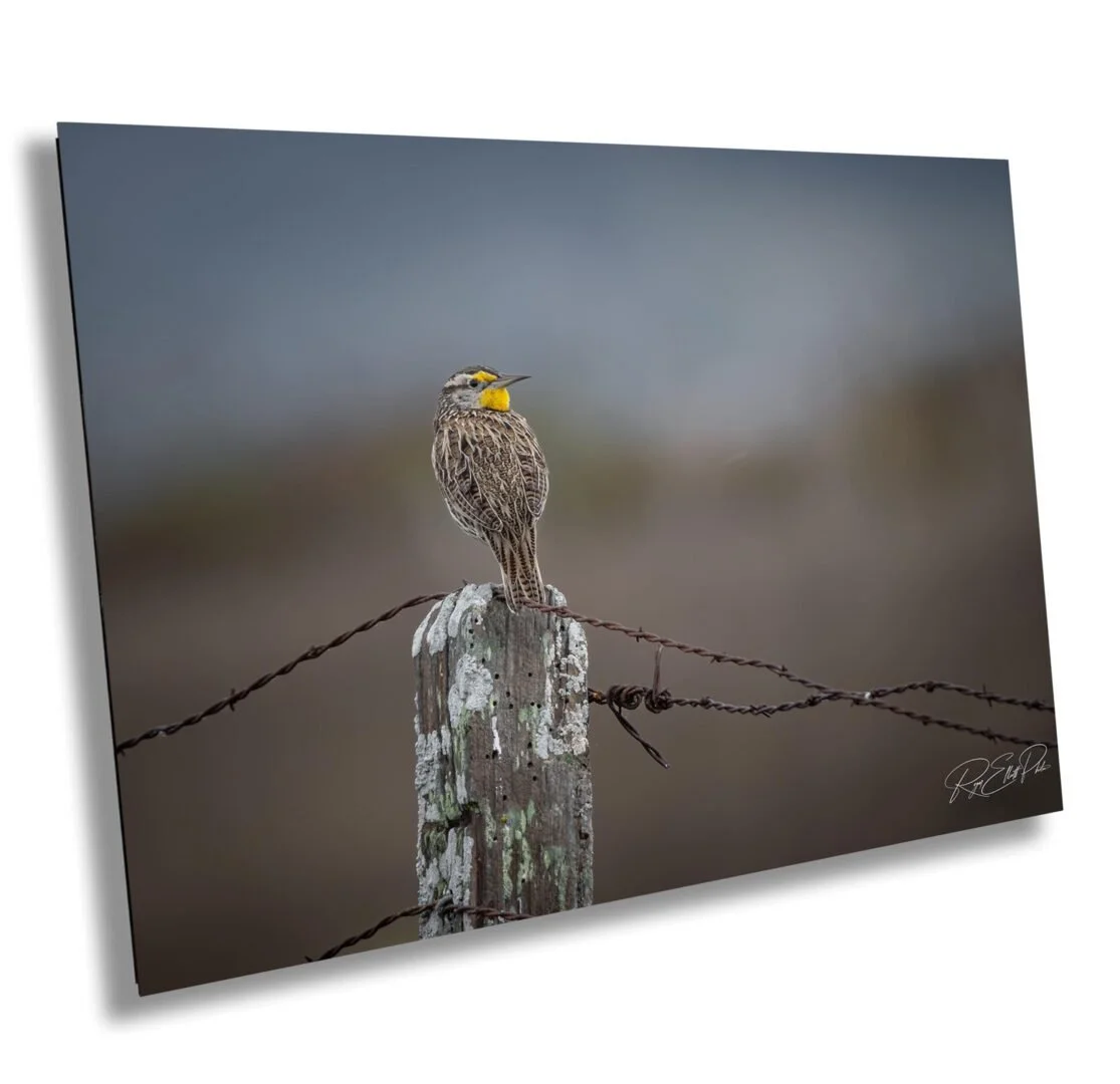 A bird with yellow markings perched on a weathered wooden fence post with barbed wire, blurred natural background.
