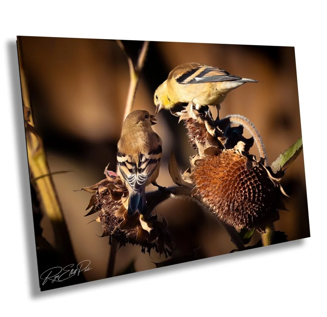 Two small birds perching on dried sunflower stems, with one bird looking at the other. Brown, yellow, and black coloring. The background is blurred with warm tones.