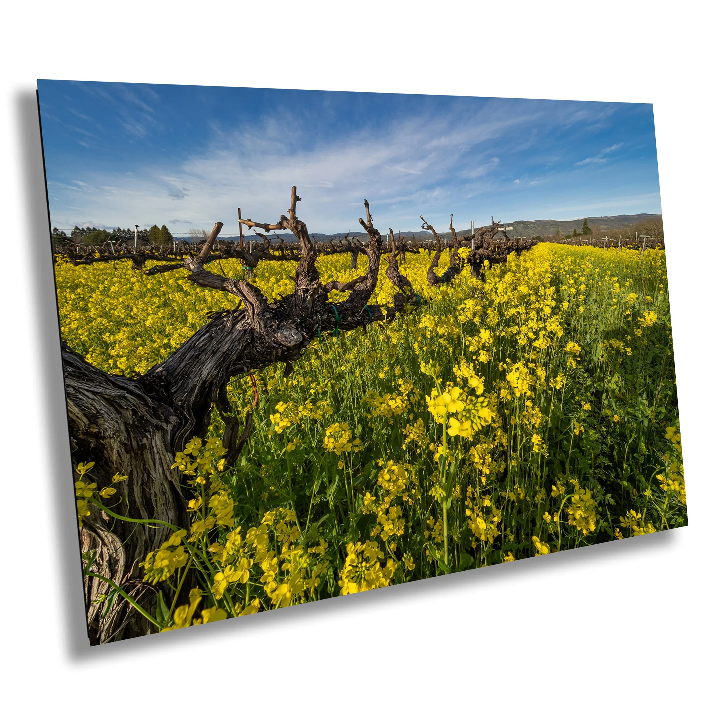 Vineyard with gnarled grapevine in a field of blooming yellow wildflowers under a blue sky with scattered clouds.