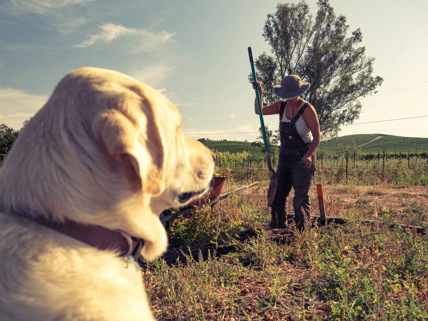 A dog in the foreground is looking at a woman working outdoors in a vineyard or farm, holding a tool, with fields and hills in the background during sunset.
