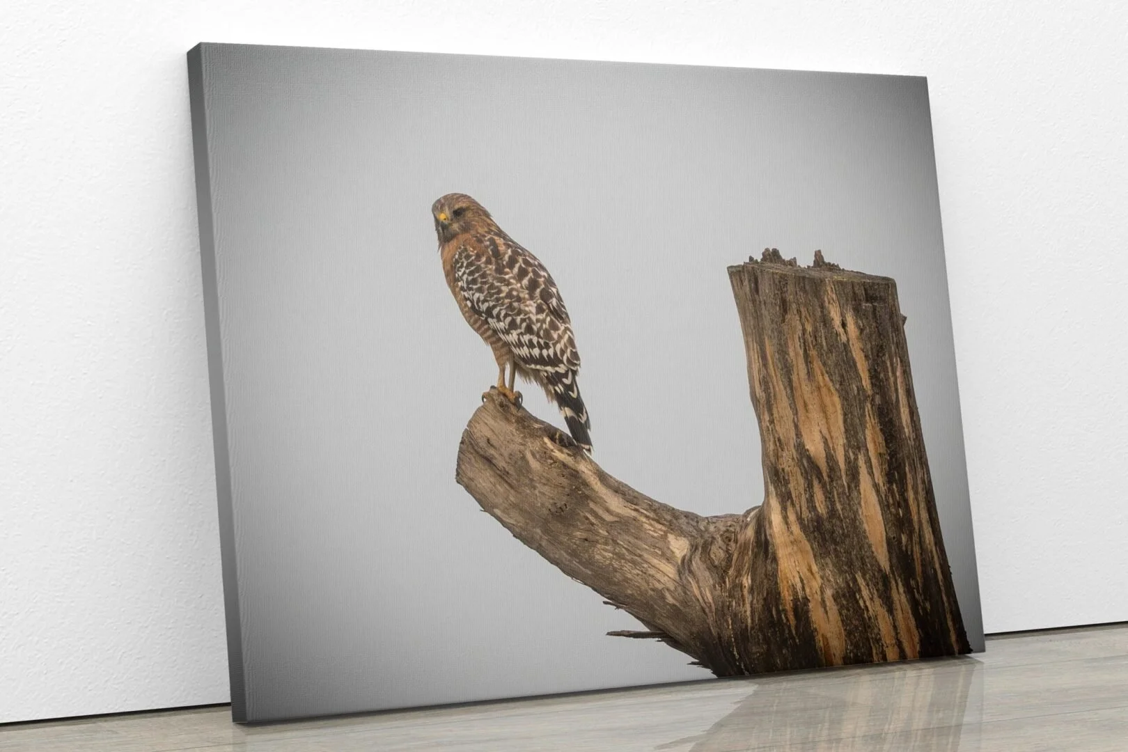 A framed photograph of a bird of prey, possibly a hawk, perched on a weathered, broken tree branch against a plain gray background.