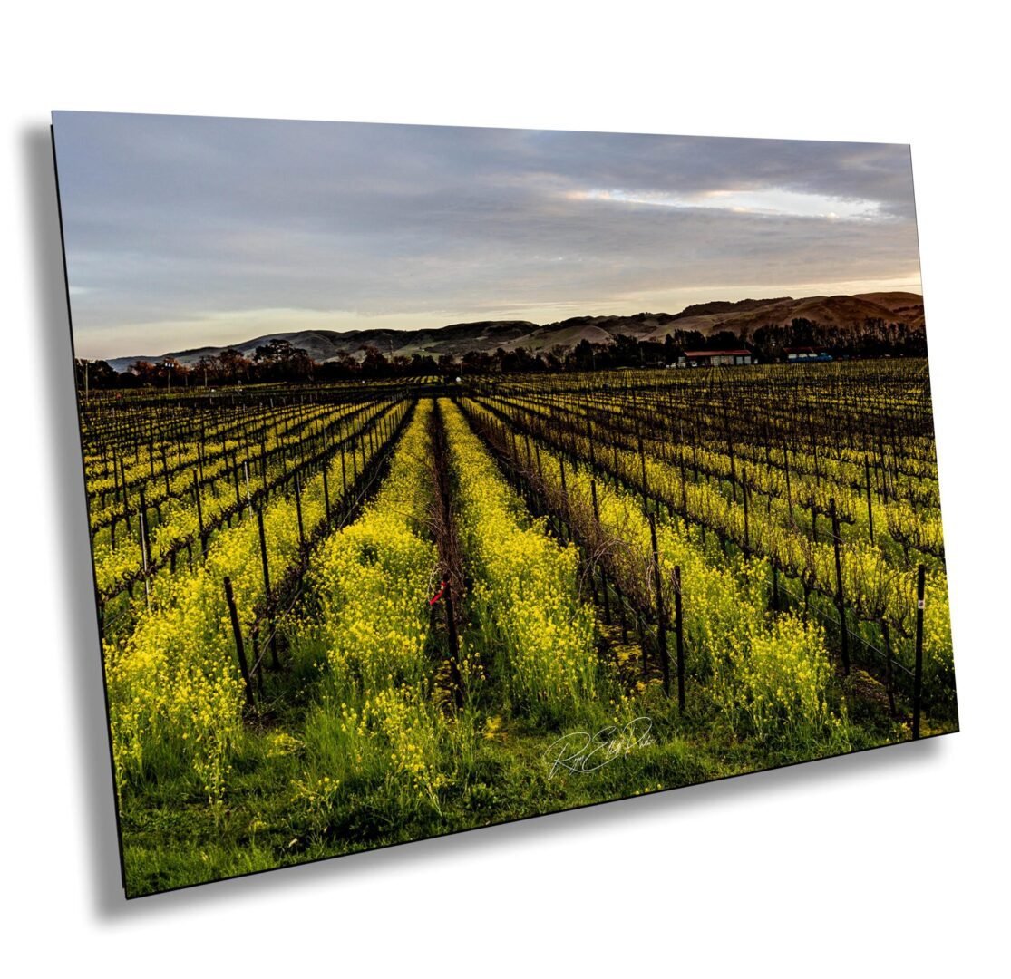 Vineyard with rows of grapevines covered in yellow flowers, under a cloudy sky with mountains in the background.