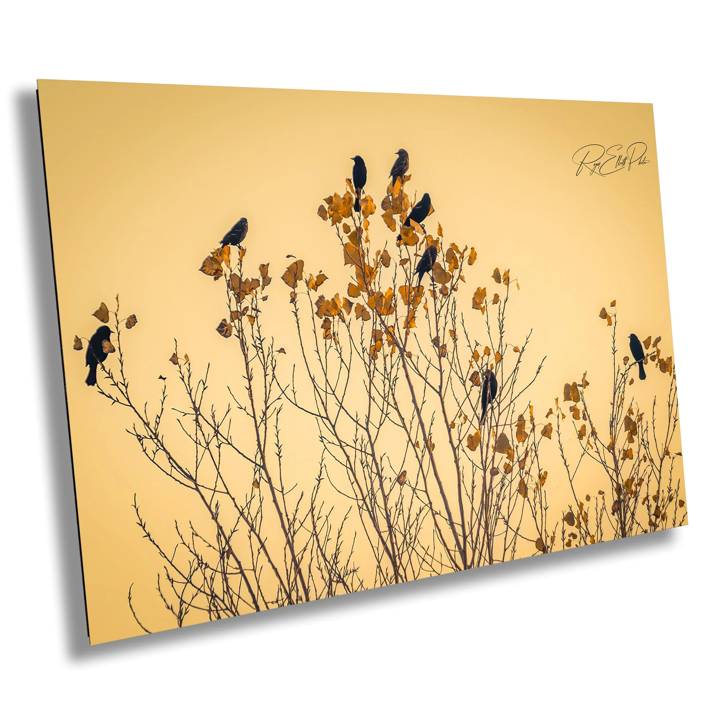 Silhouetted trees with yellow leaves and black birds perched on branches against a yellow sky.