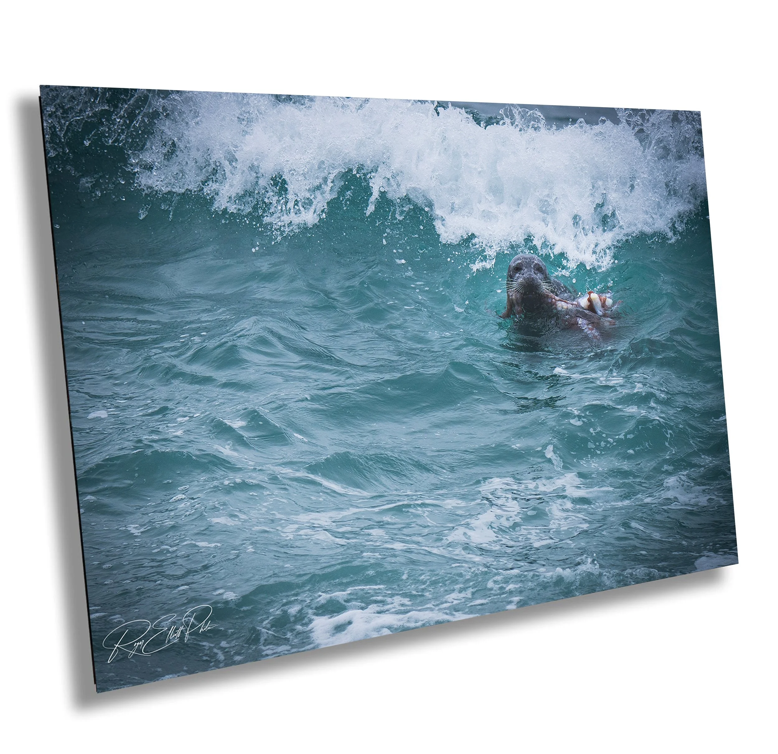 A seal on a wave in the ocean holding a shell in its mouth.
