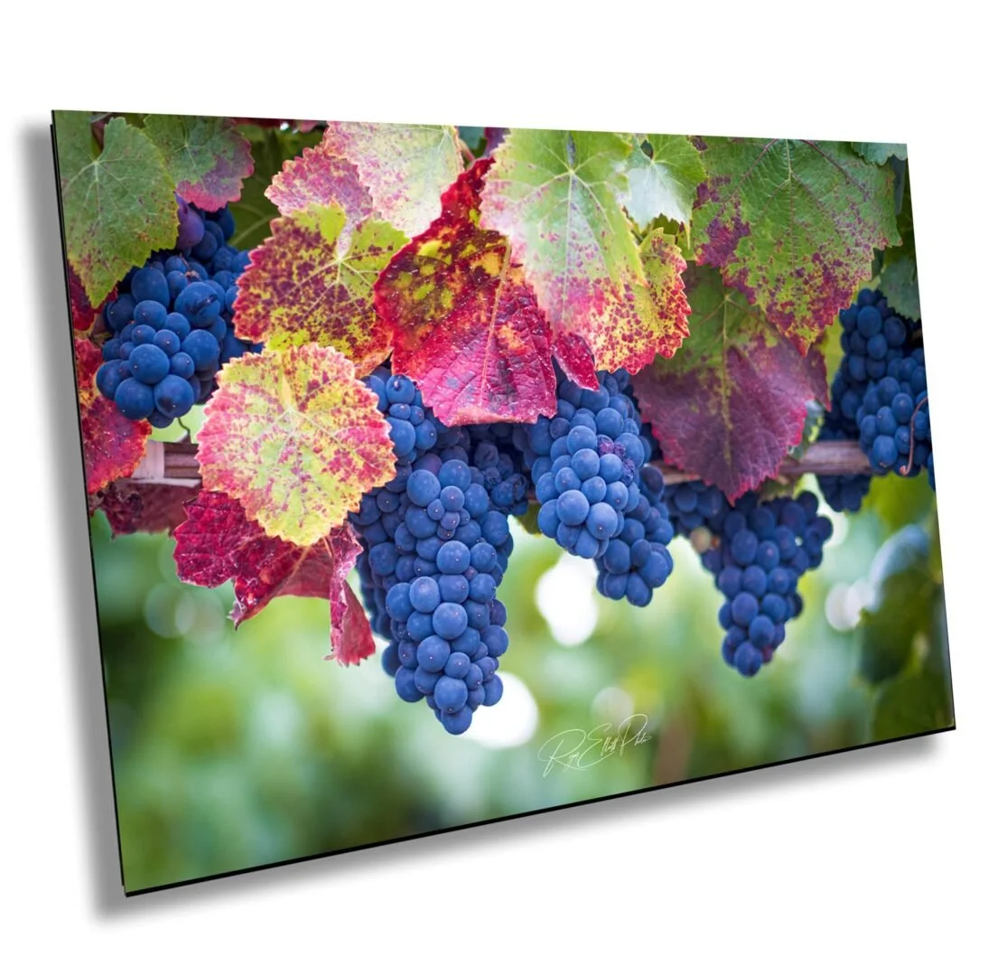 Close-up of a bunch of purple grapes hanging from a vine, surrounded by green and red grape leaves.