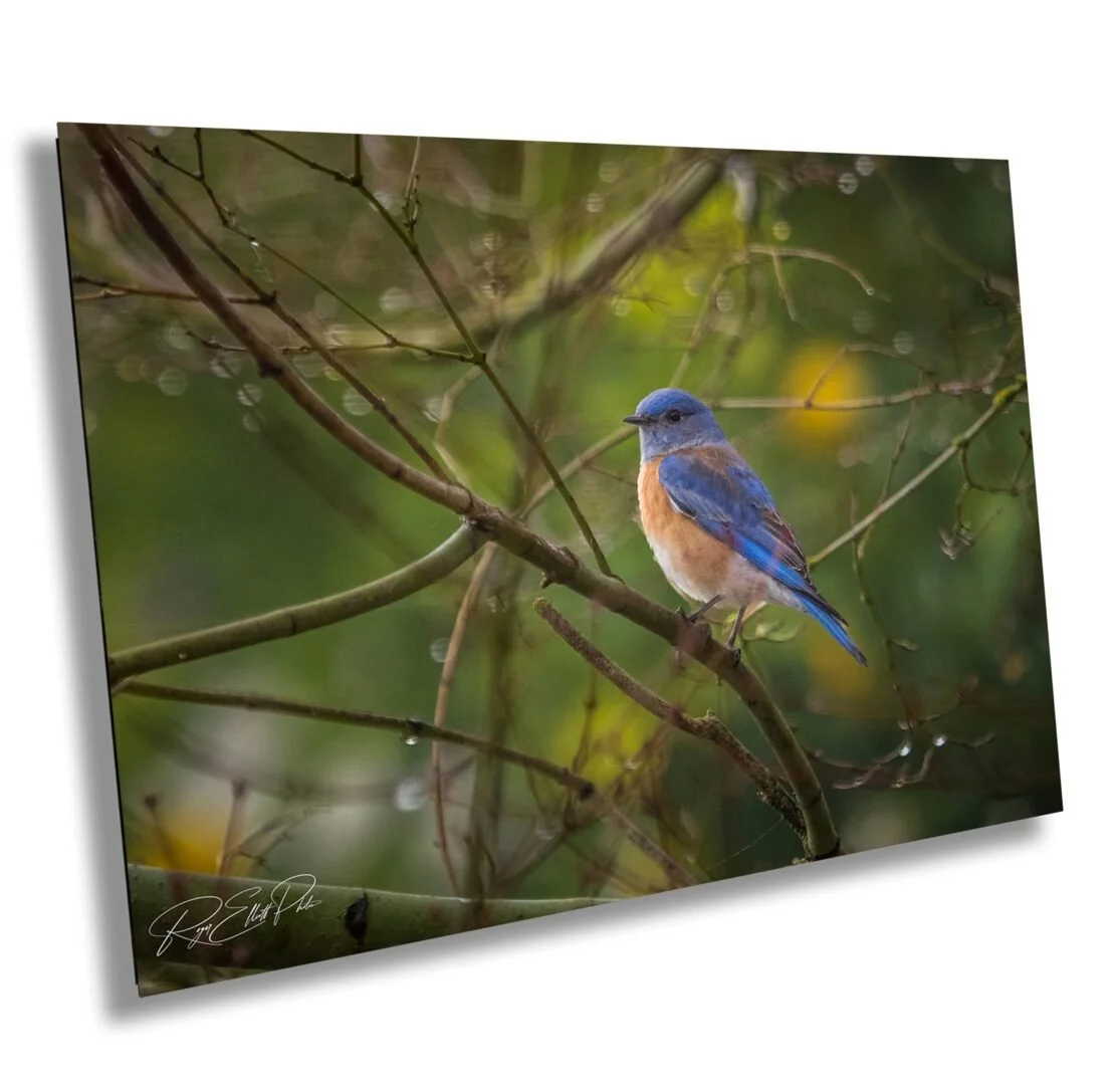 A small blue and orange bird perched on a branch amidst thin, wet twigs and green foliage.