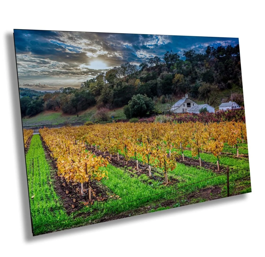 Vineyard rows with yellow and green leaves, a white farmhouse, and hills with trees under a partly cloudy sky during sunset.