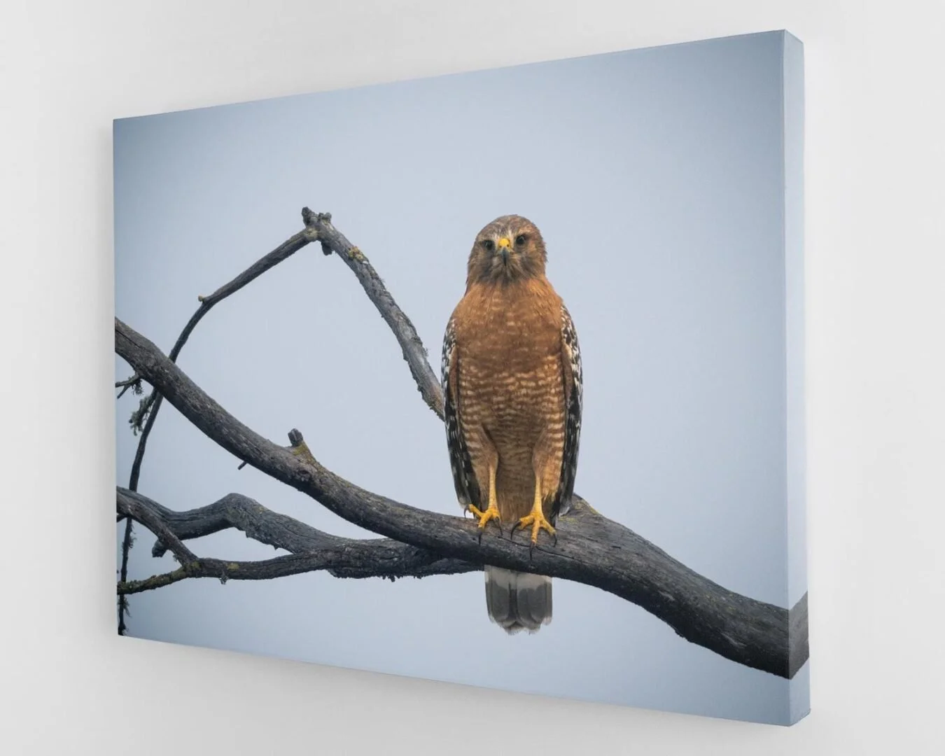 Photograph of a bird of prey, possibly a hawk or falcon, perched on a tree branch against a plain light blue background.