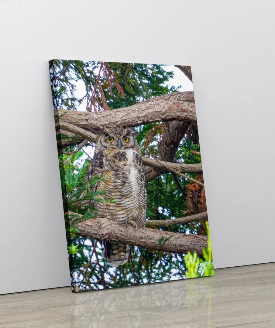 Photograph of a great horned owl perched on a tree branch among green leaves and branches.