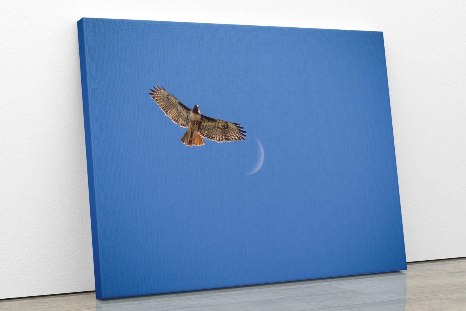 Canvas print of a hawk flying in a blue sky with a crescent moon.