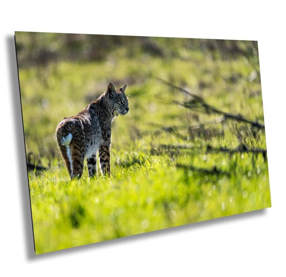 A bobcat with a spotted coat standing in green grass in a natural outdoor setting.