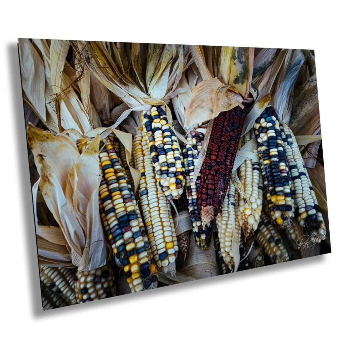 Close-up of colorful ears of Indian corn with dried husks.