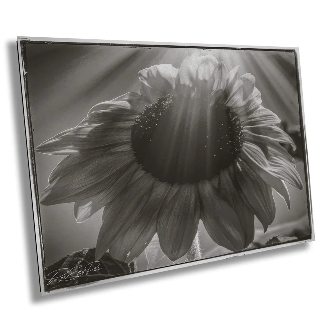 Black and white photograph of a sunflower with light rays shining on it, signed by the photographer in the bottom left corner.