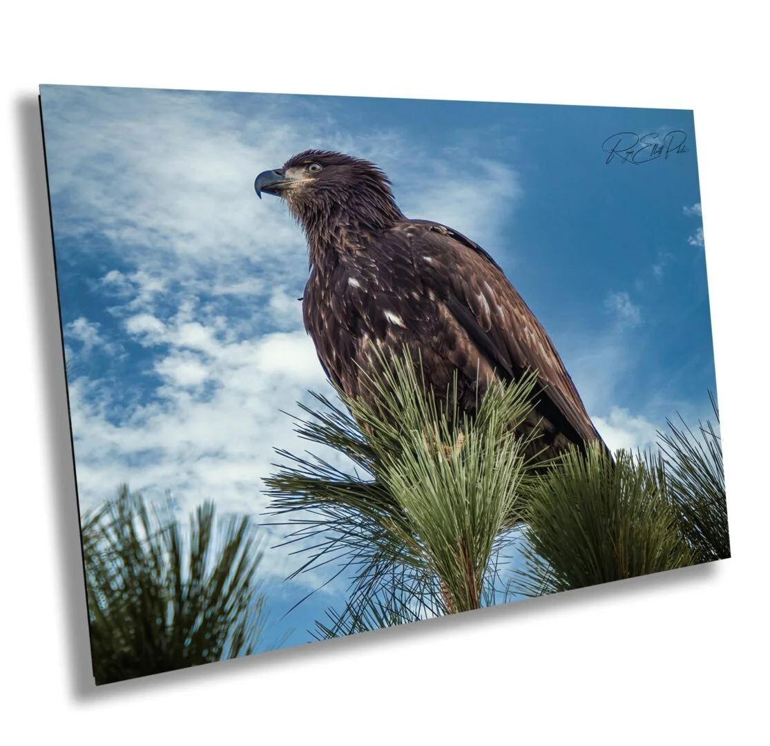 A large bird of prey, possibly a hawk or eagle, perched on pine tree branches against a blue sky with scattered clouds.