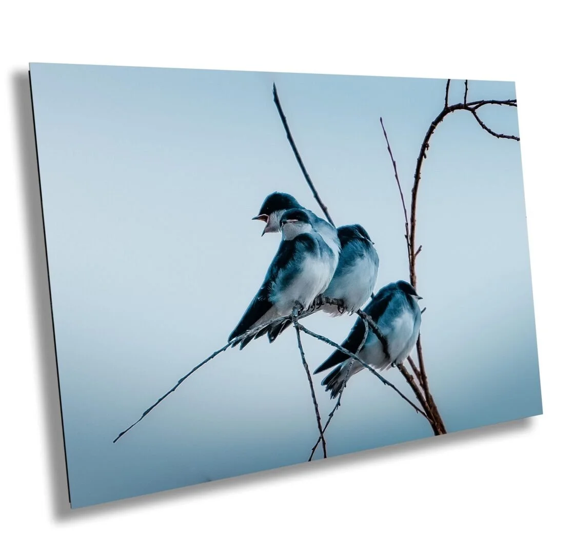 Three small birds perched on thin, leafless branches against a clear, pale blue sky.