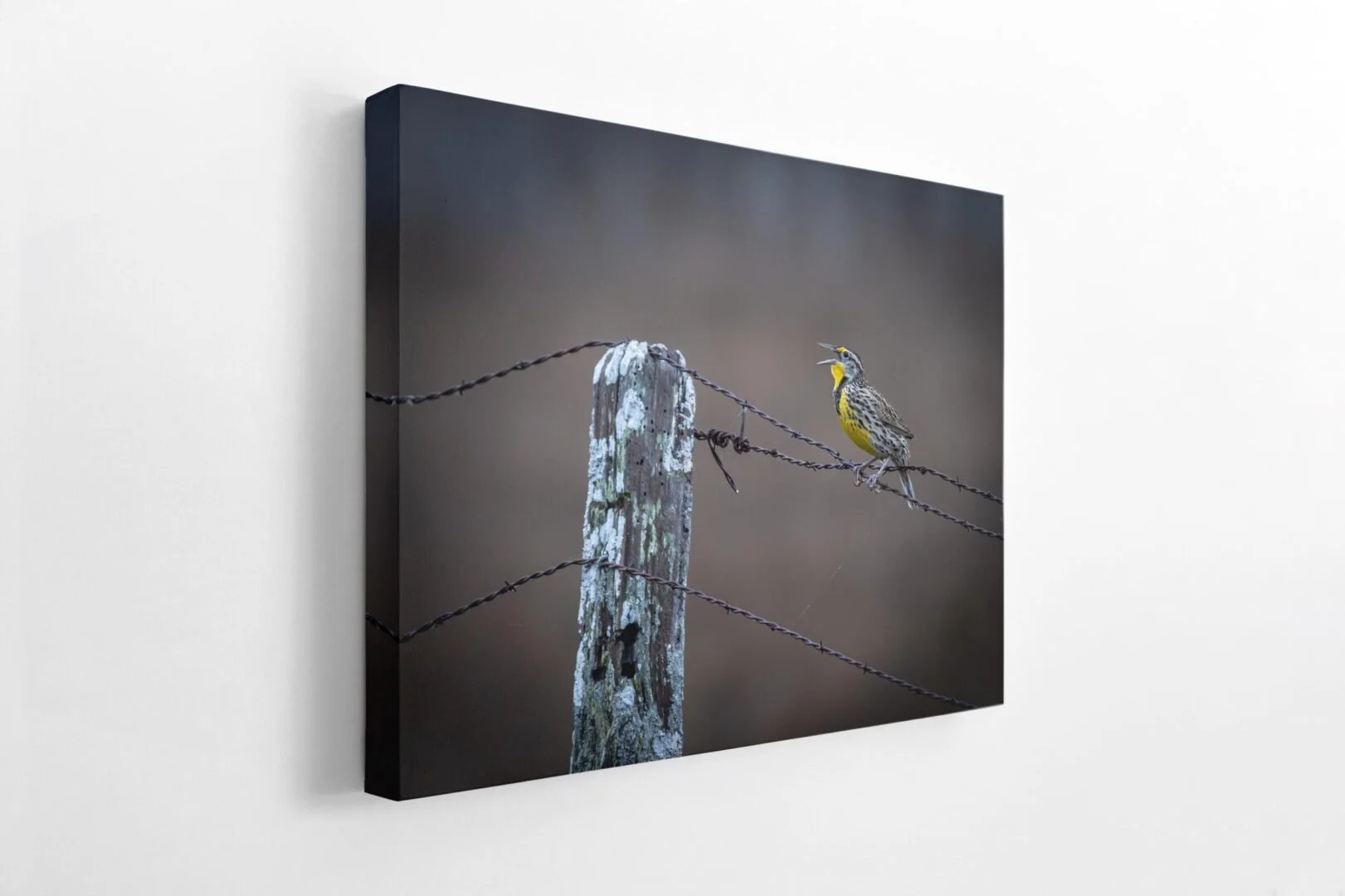 A small bird with yellow and black markings perches on a rusty barbed wire fence post against a blurred dark background.