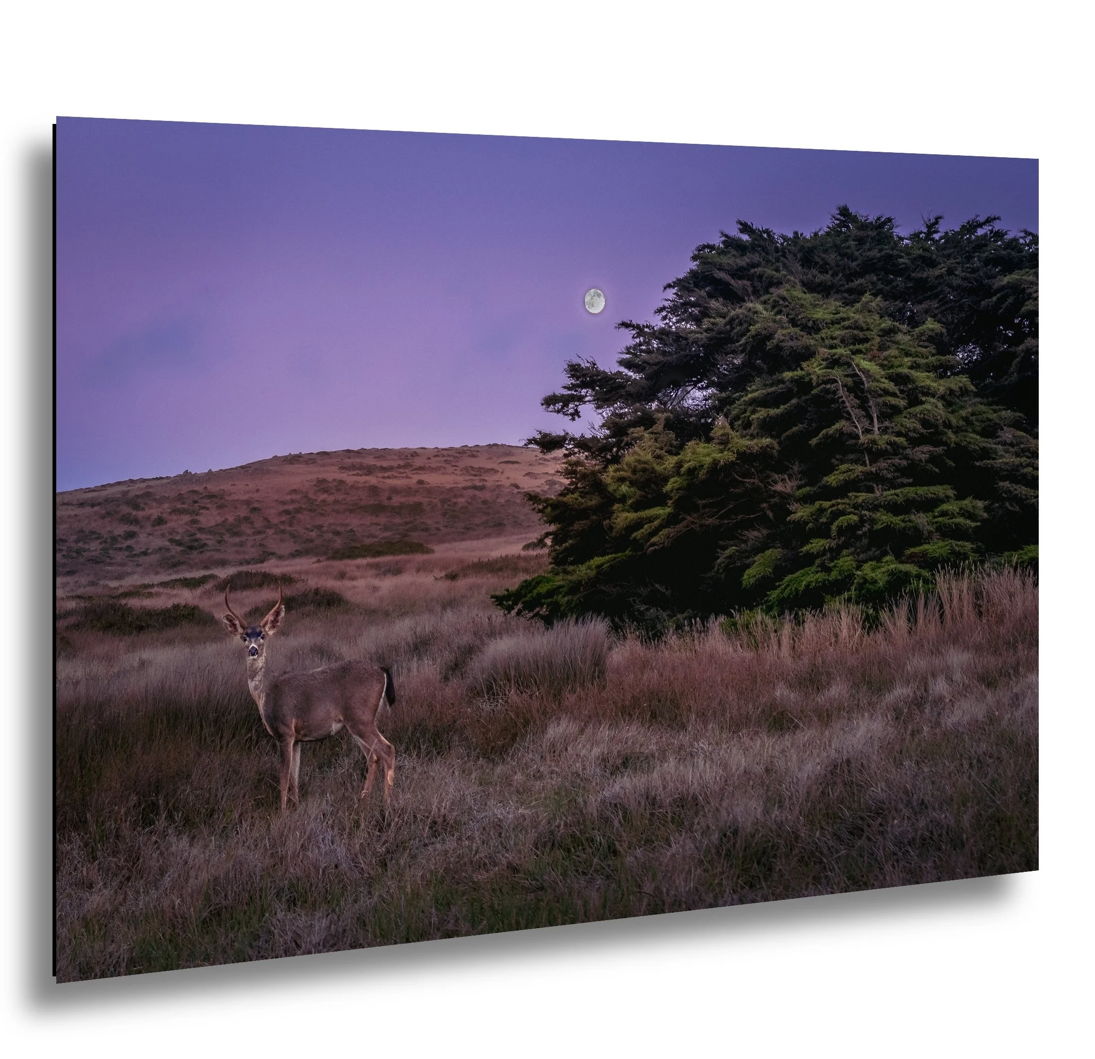 Full Moon Deer