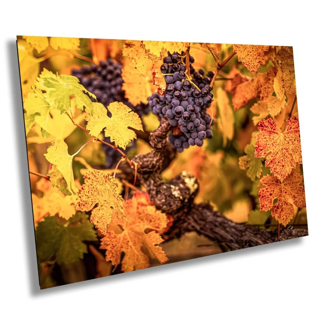Close-up of a grapevine with purple grapes and yellow and orange autumn leaves.