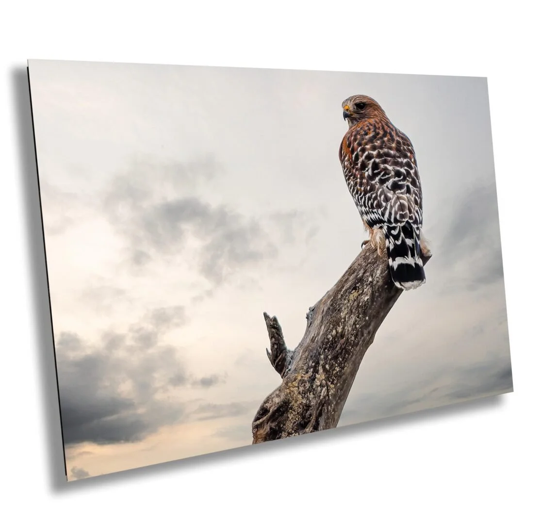 A hawk perched on a weathered tree branch against a cloudy sky.