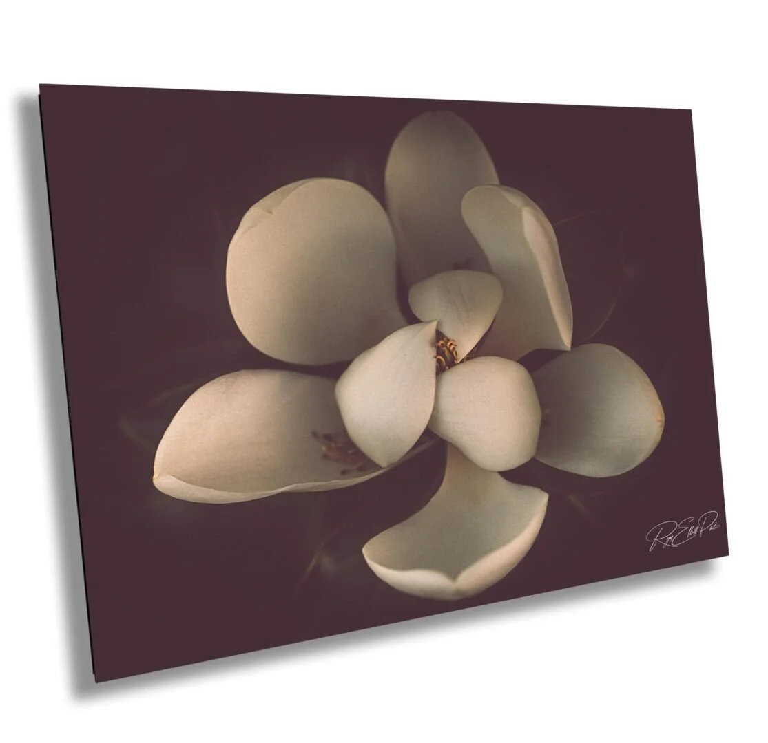 Close-up of a white magnolia flower with dark background.