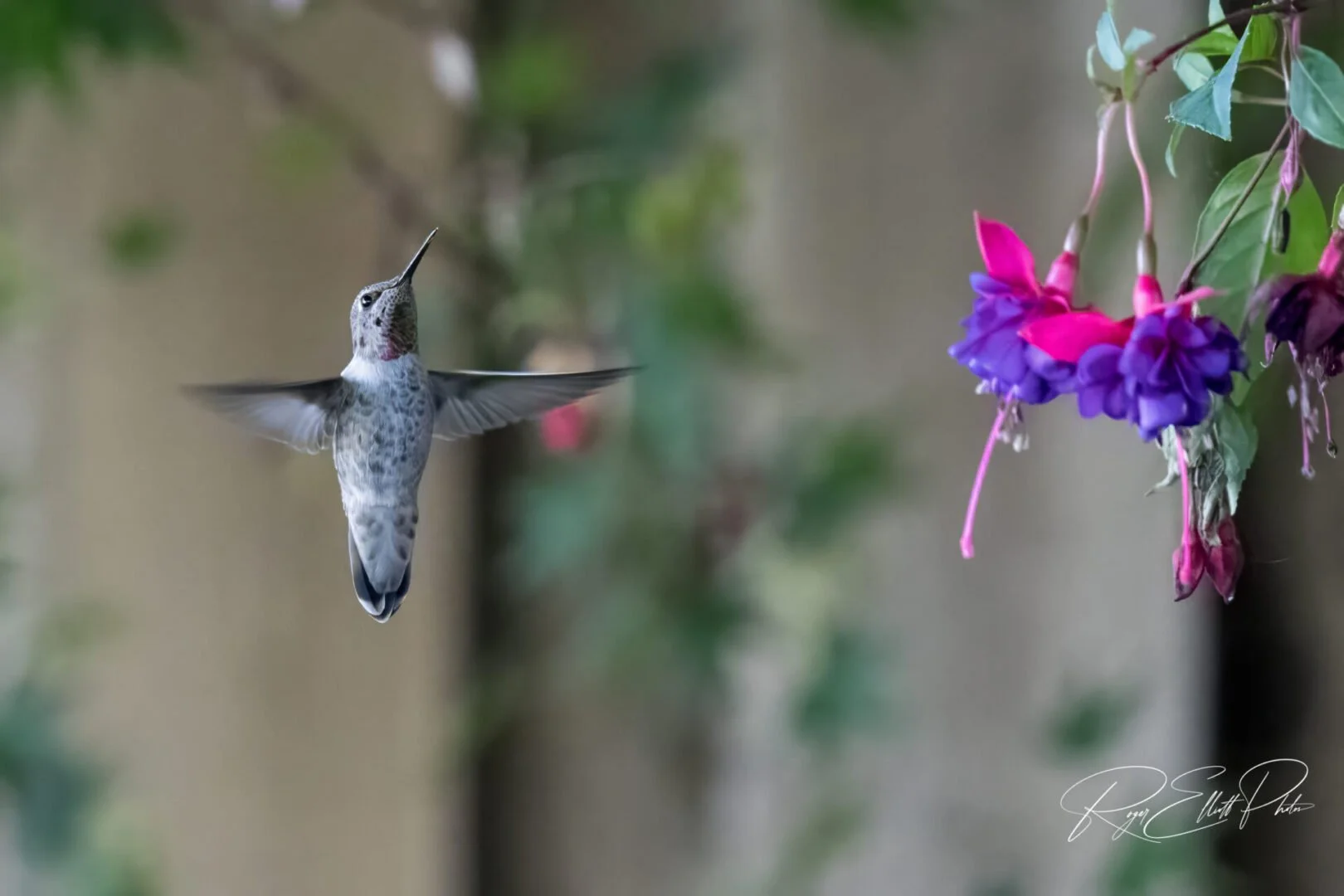 A hummingbird flying near pink and purple flowers in a garden