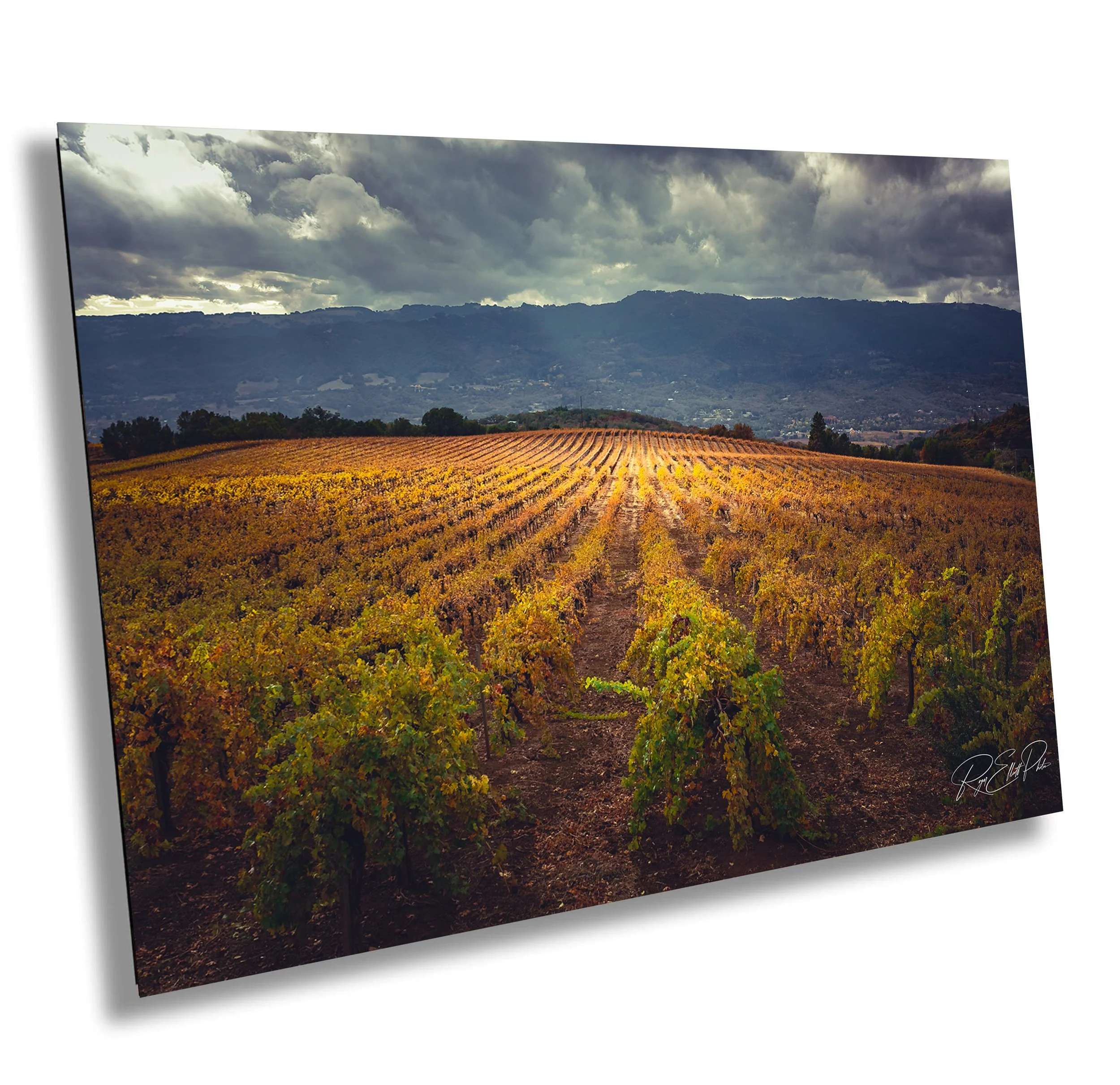 Vineyard with rows of grapevines celebrating autumn under a cloudy sky, with mountains in the background.