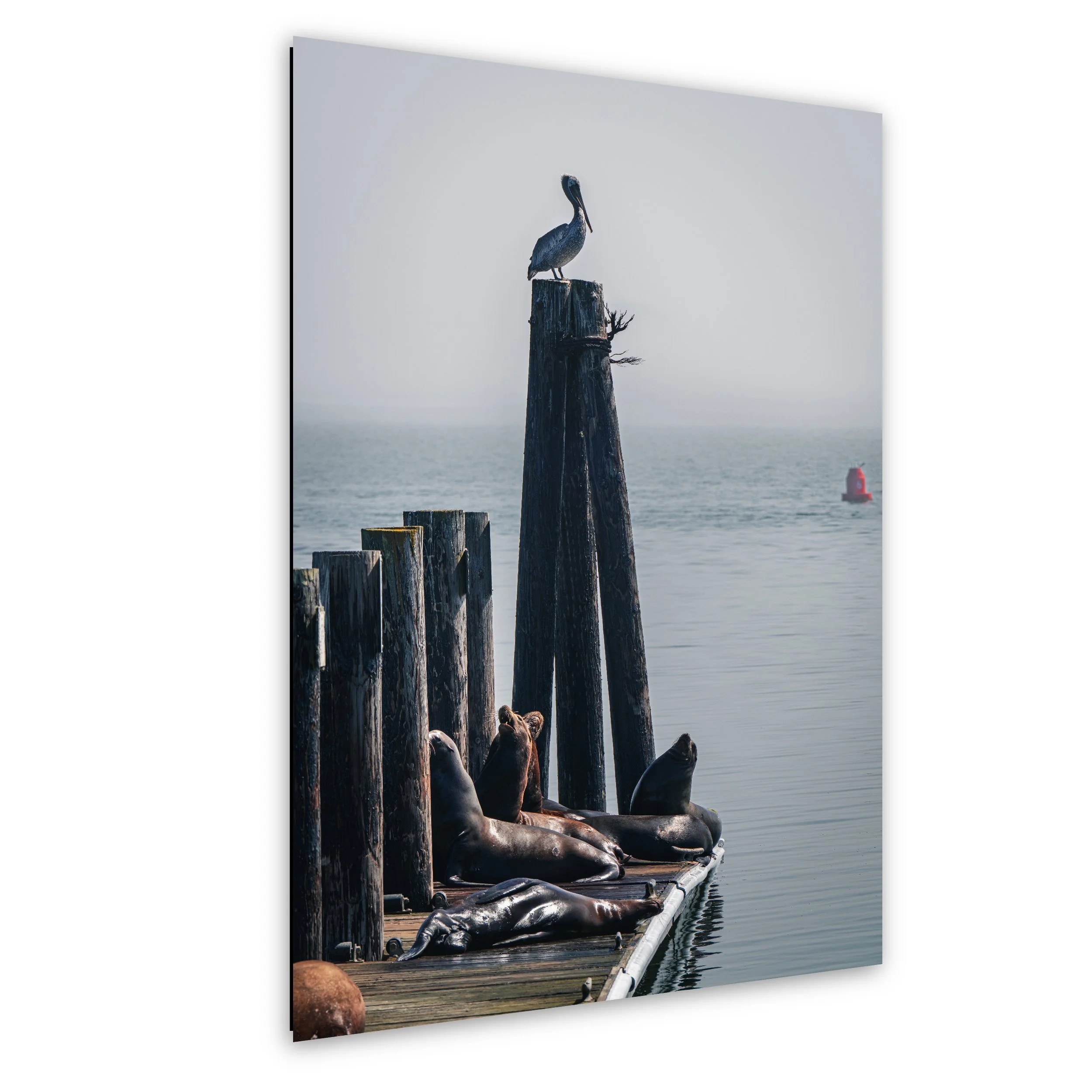 Seals and Pelican