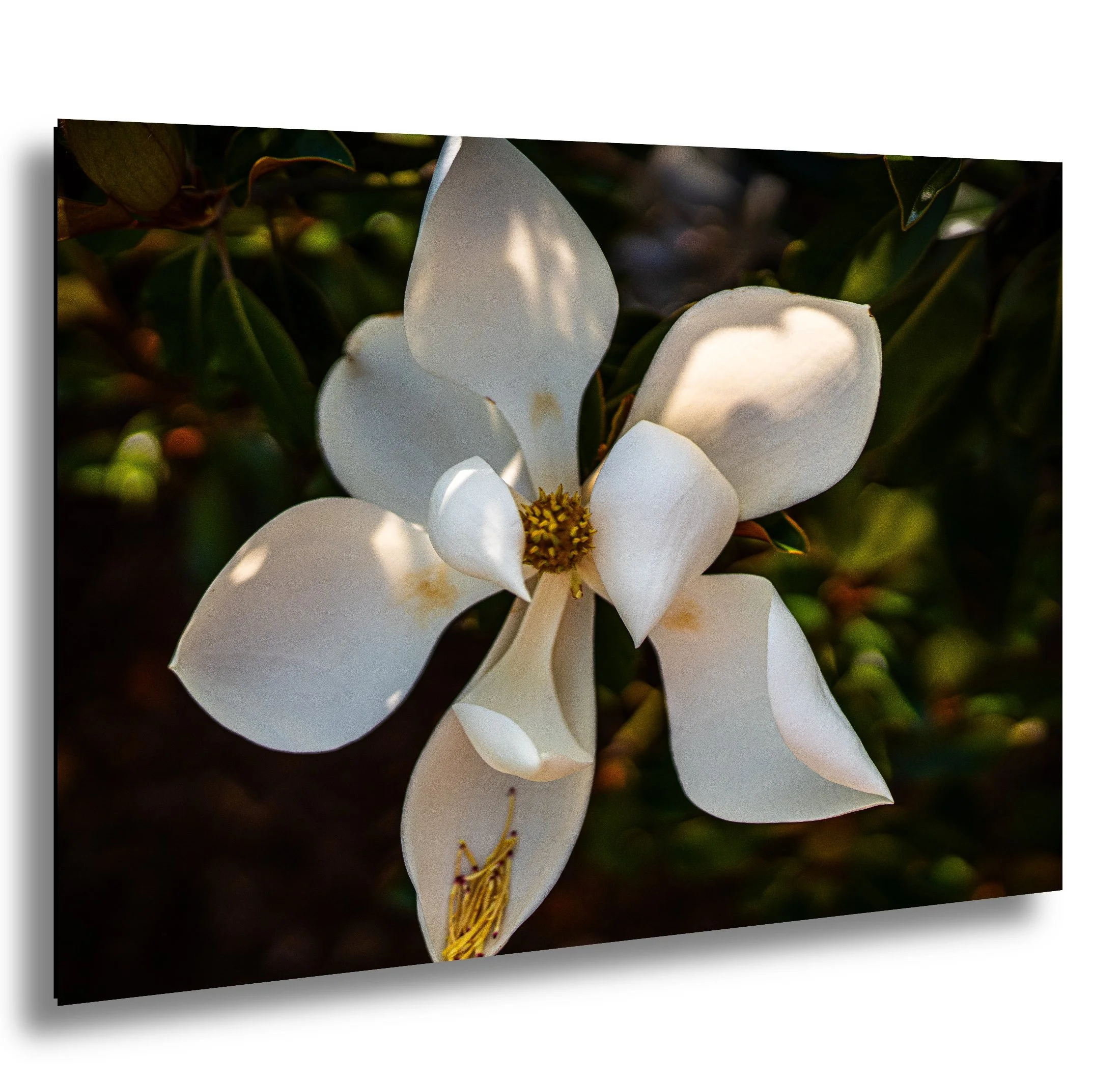 Close-up of a white magnolia flower with large petals and yellow stamens, surrounded by green leaves.