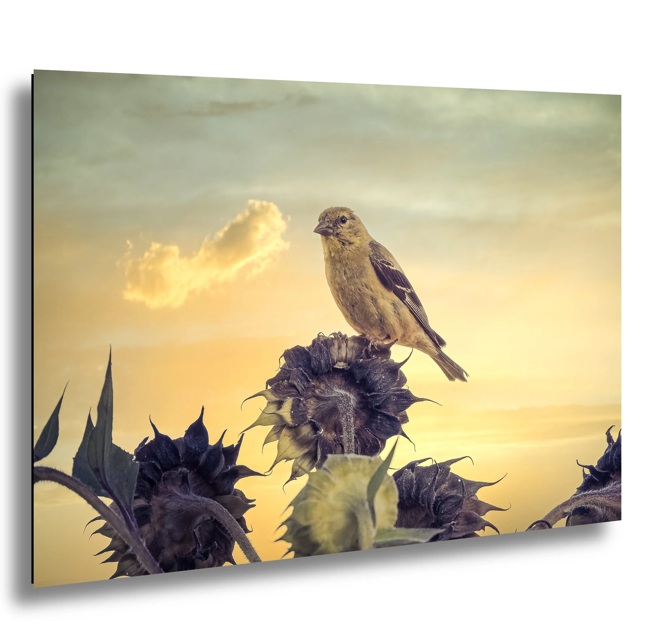 A small brown bird with dark wings perched on a sunflower seed head during sunset, with a light yellow sky and fluffy clouds in the background.