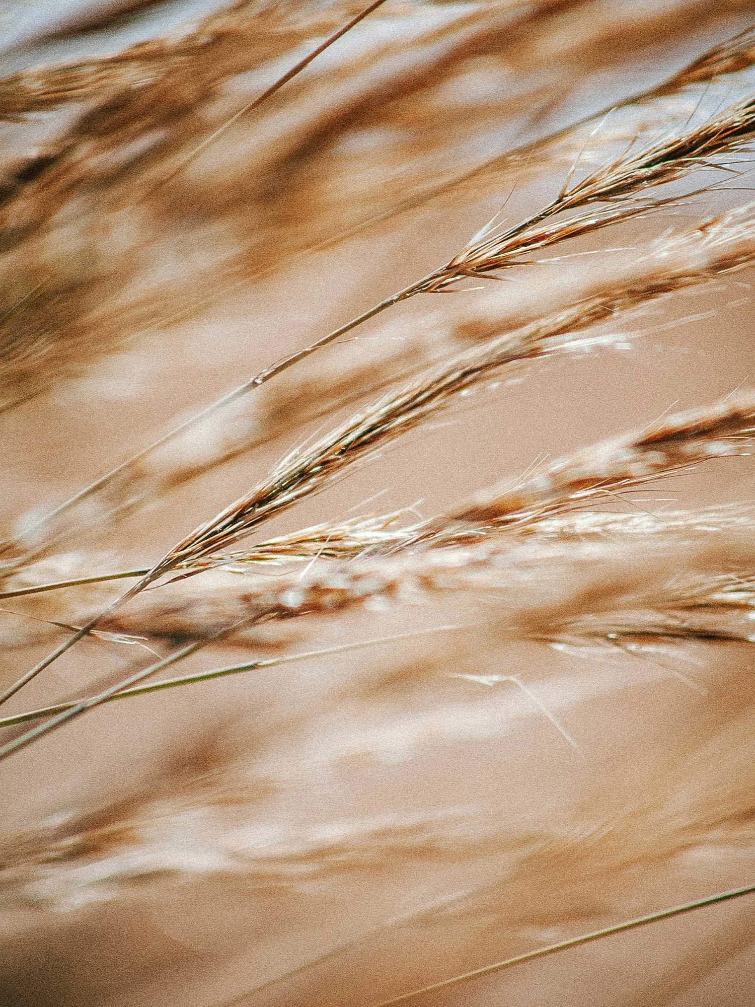Close-up of dried grass or wheat stalks in warm, neutral tones.