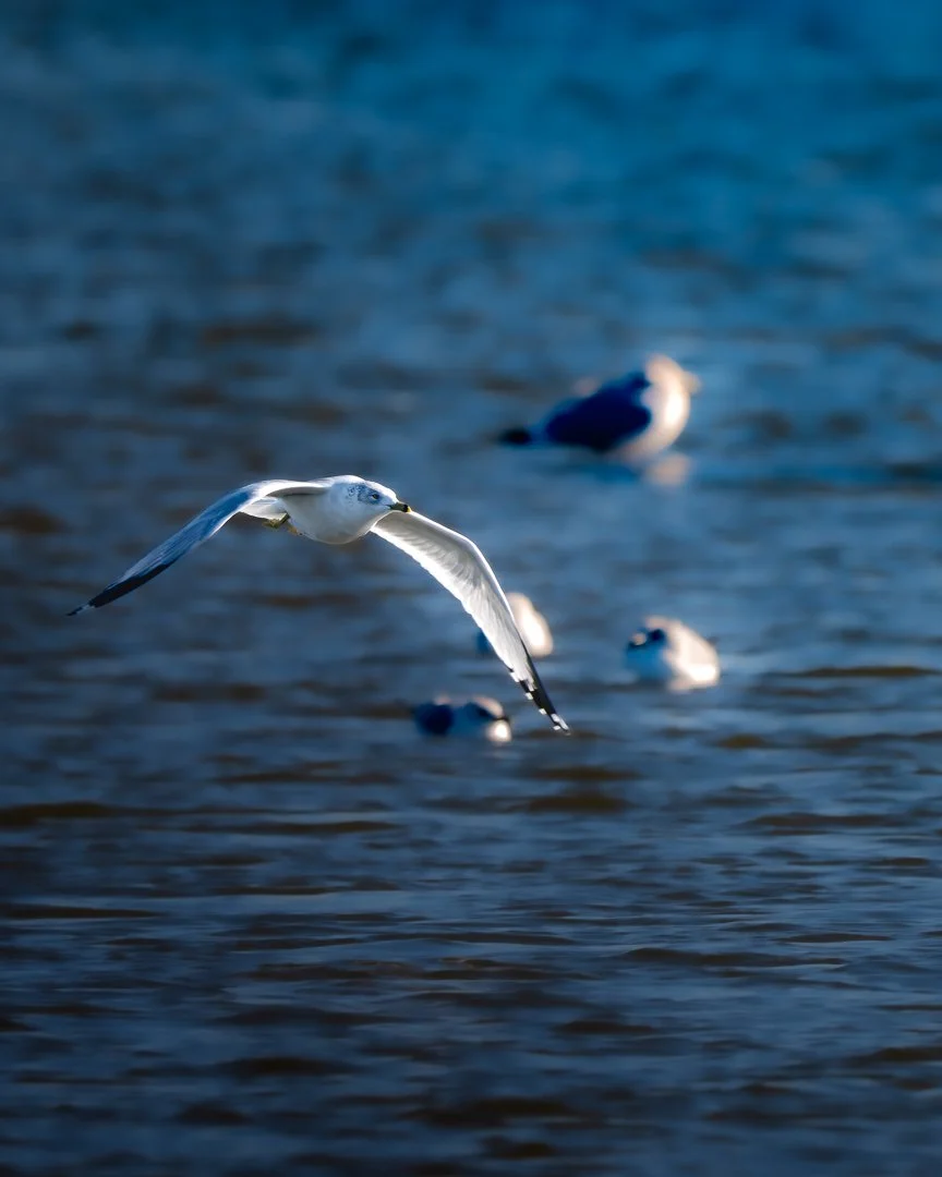 Sea Guil Flight20260119.jpg