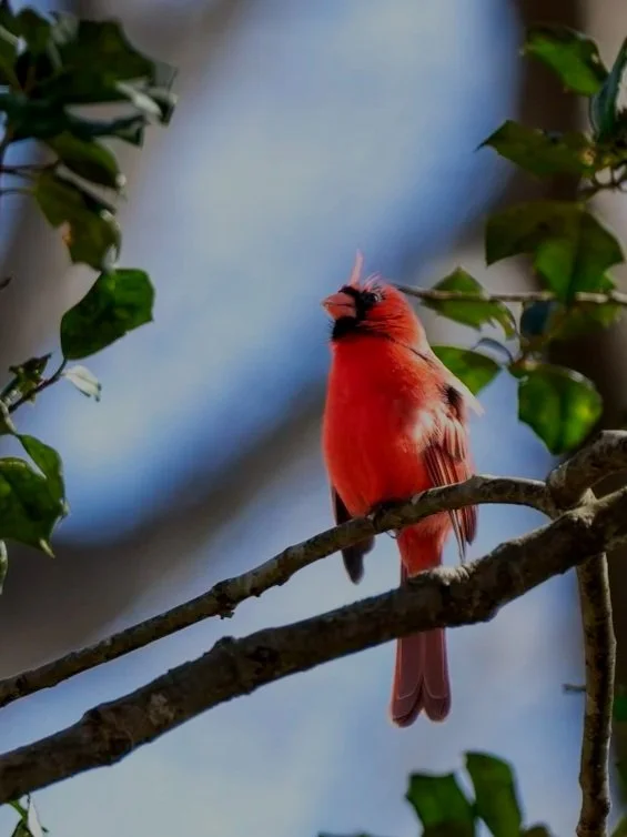 Northern+Cardinal+Singing20250309.jpg