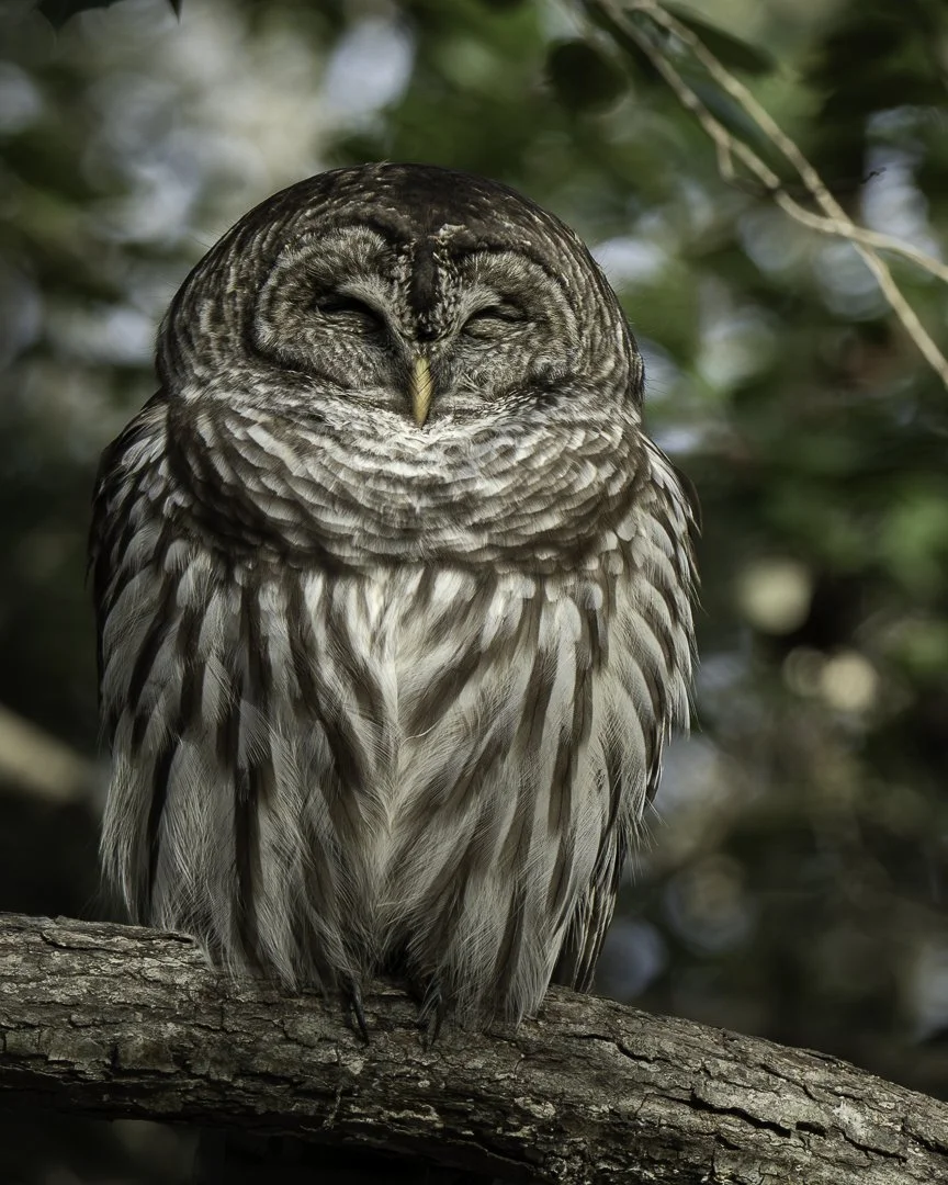 Owl Sleeping_00120251227.jpg