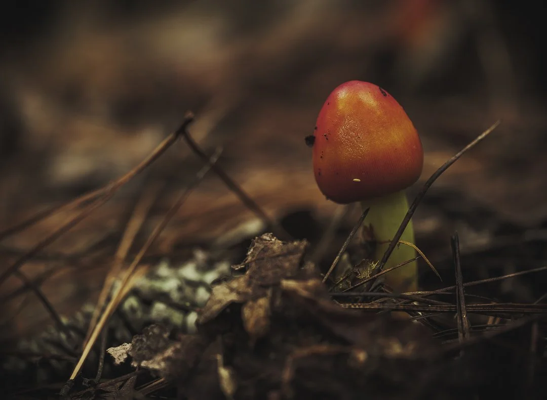 Amanita Jacksonii - 00120250929.jpg