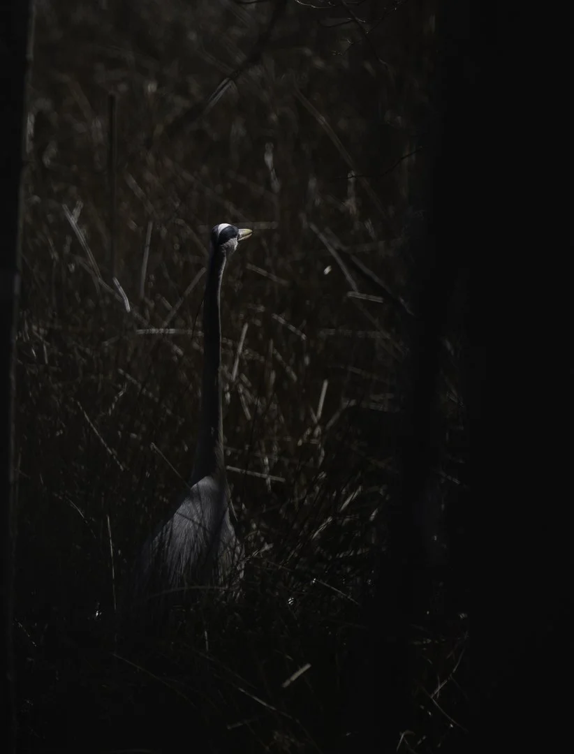 Great Blue Heron20250309.jpg