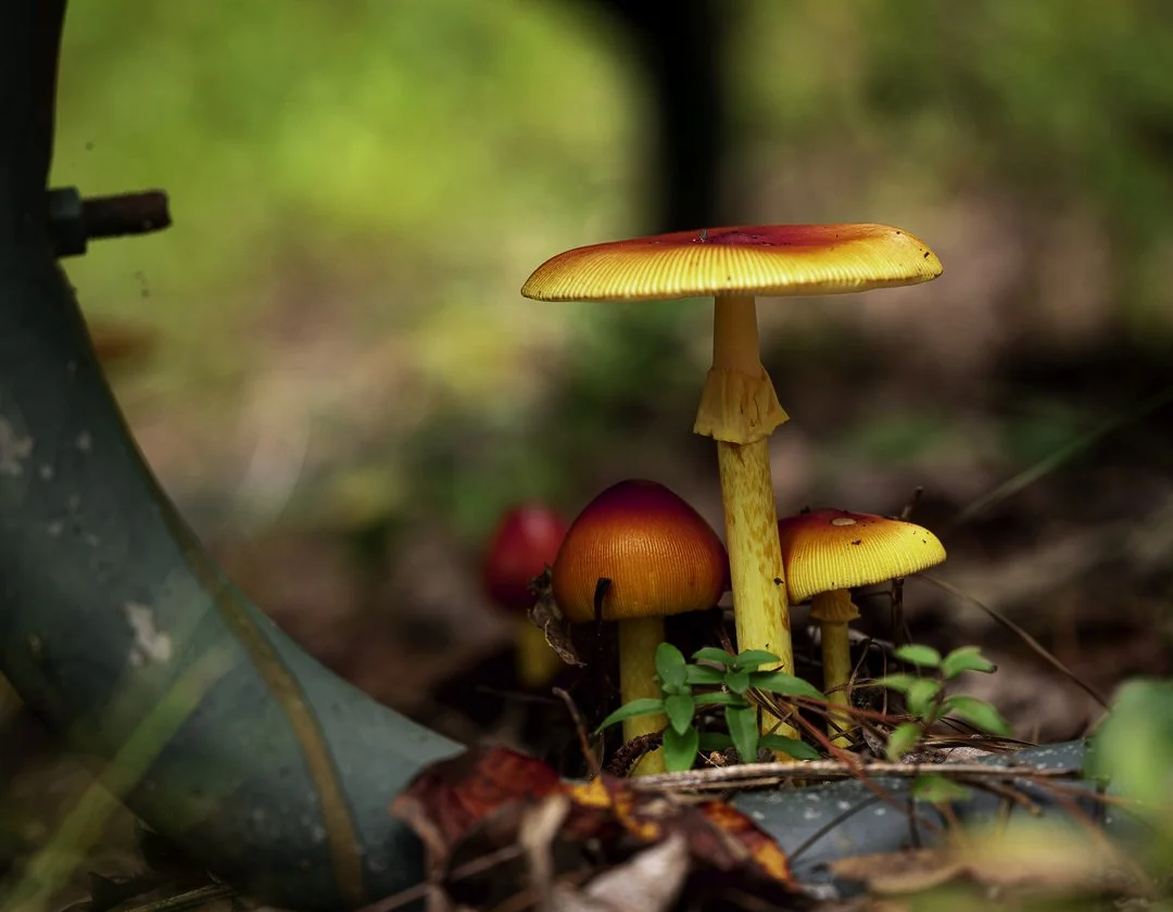 Amanita Jacksonii  - 00220250929.jpg