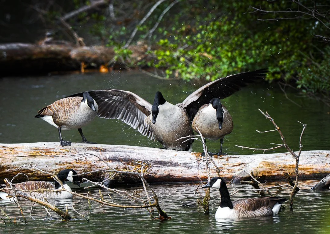 Duck Splashing20241229.jpg