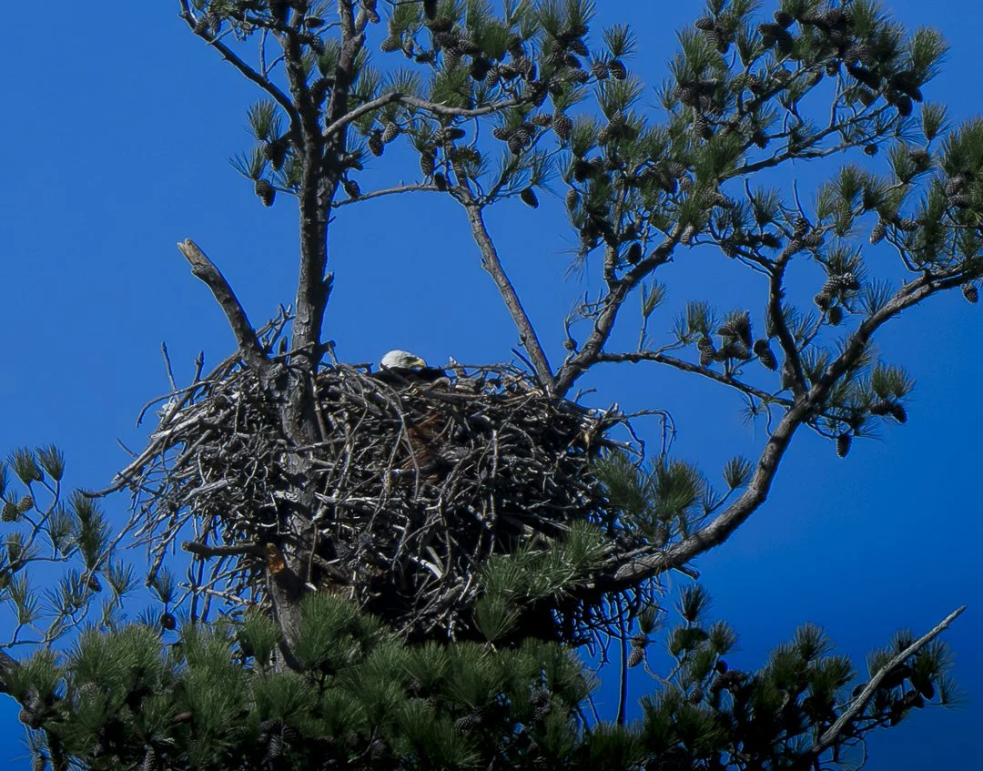 Eagle Nesting20250217.jpg